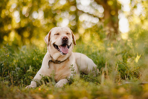 Poster Cachorro - Animais