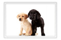 Poster Cachorro - Animais