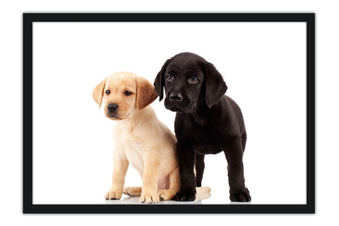 Poster Cachorro - Animais