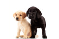 Poster Cachorro - Animais