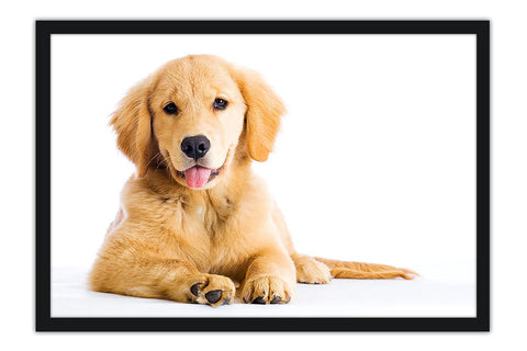 Poster Cachorro - Animais