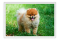 Poster Cachorro - Animais