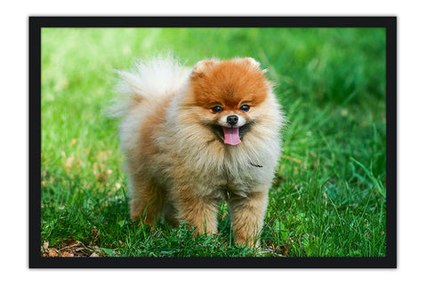 Poster Cachorro - Animais