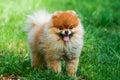 Poster Cachorro - Animais