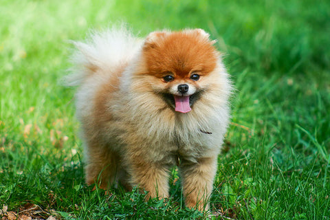 Poster Cachorro - Animais
