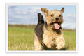 Poster Cachorro - Animais
