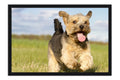 Poster Cachorro - Animais