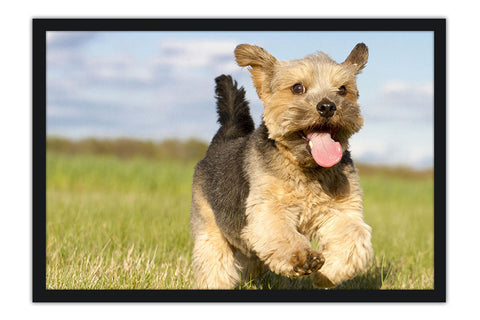 Poster Cachorro - Animais