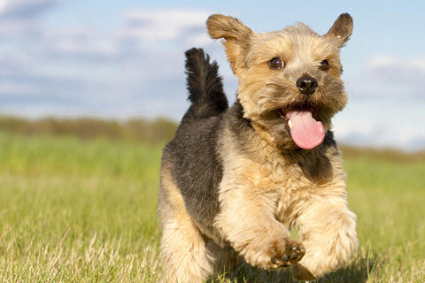 Poster Cachorro - Animais
