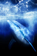 Poster Ecco the Dolphin - Games