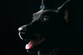 Poster Cachorro - Animais