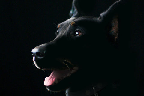 Poster Cachorro - Animais