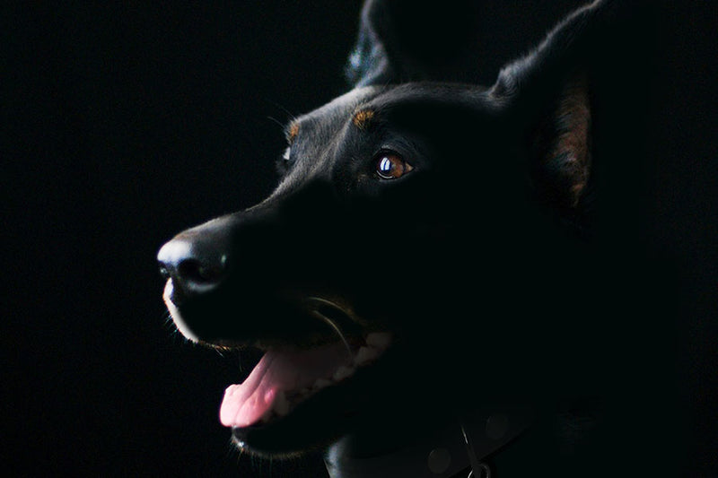 Poster Cachorro - Animais