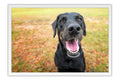 Poster Cachorro - Animais