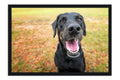 Poster Cachorro - Animais