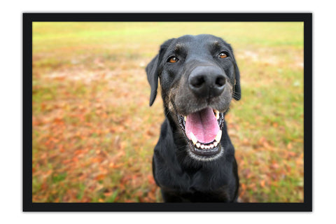 Poster Cachorro - Animais