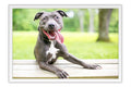 Poster Cachorro - Animais