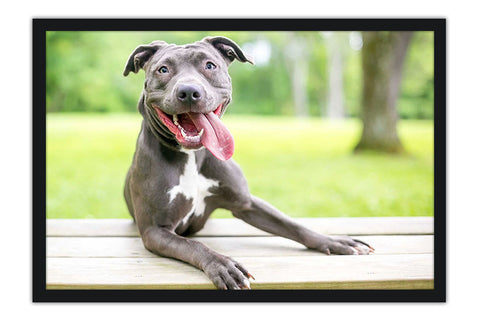 Poster Cachorro - Animais