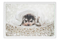 Poster Cachorro - Animais