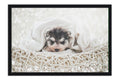 Poster Cachorro - Animais
