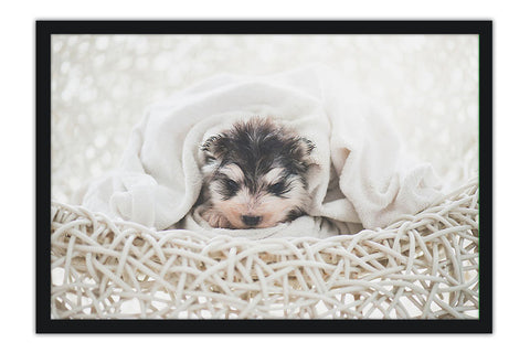 Poster Cachorro - Animais