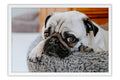 Poster Cachorro - Animais