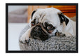 Poster Cachorro - Animais