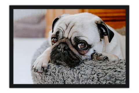 Poster Cachorro - Animais