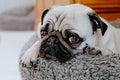 Poster Cachorro - Animais