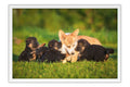Poster Cachorro - Animais