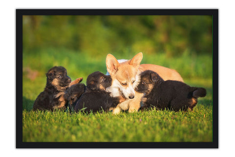 Poster Cachorro - Animais