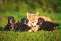 Poster Cachorro - Animais