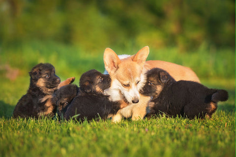 Poster Cachorro - Animais
