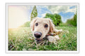 Poster Cachorro - Animais