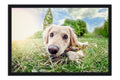 Poster Cachorro - Animais