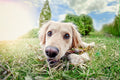 Poster Cachorro - Animais