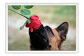 Poster Cachorro - Animais