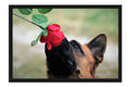 Poster Cachorro - Animais