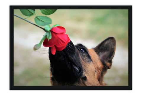 Poster Cachorro - Animais