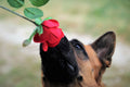 Poster Cachorro - Animais
