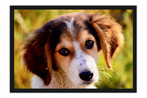 Poster Cachorro - Animais