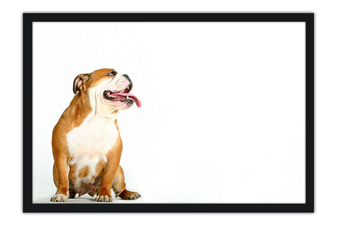 Poster Cachorro - Animais