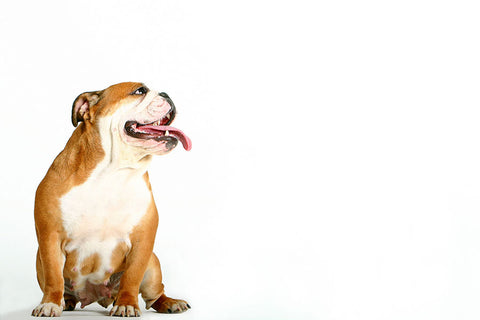 Poster Cachorro - Animais