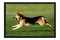 Poster Cachorro - Animais