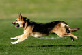 Poster Cachorro - Animais