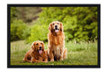 Poster Cachorro - Animais