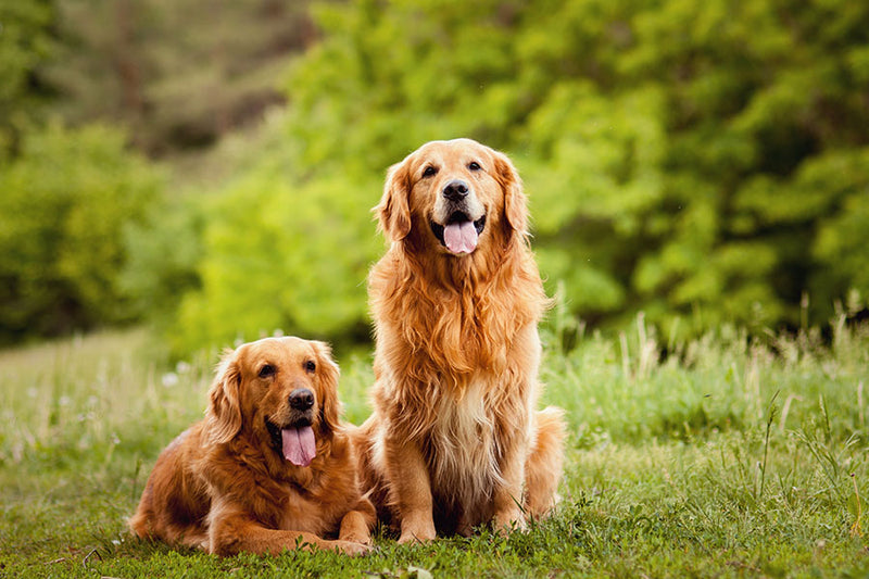 Poster Cachorro - Animais