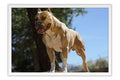 Poster Cachorro - Animais