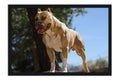 Poster Cachorro - Animais