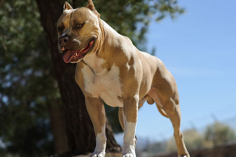 Poster Cachorro - Animais